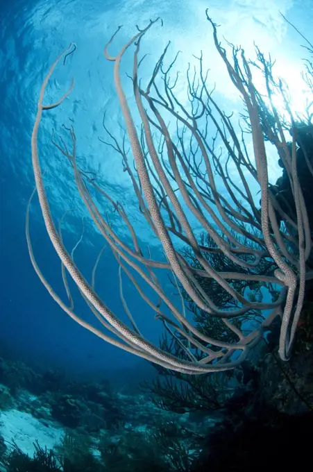 Soft Coral. Bonaire, Dutch Caribbean