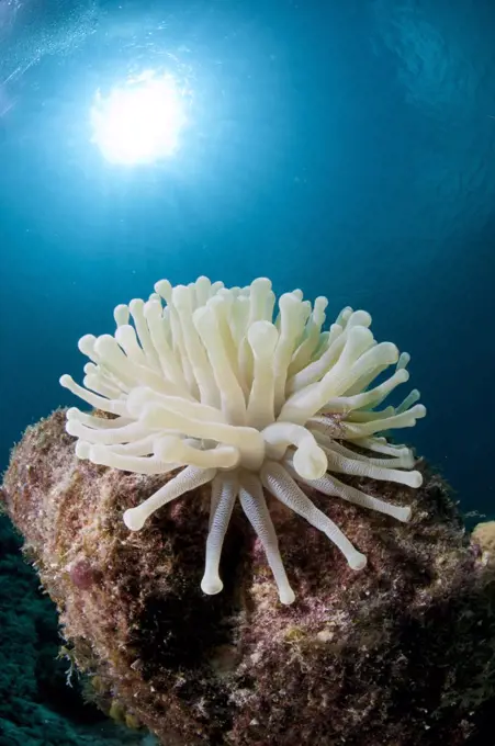 Anemone. Bonaire, Dutch Caribbean