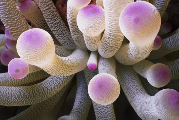 Close-up of sea anemones underwater