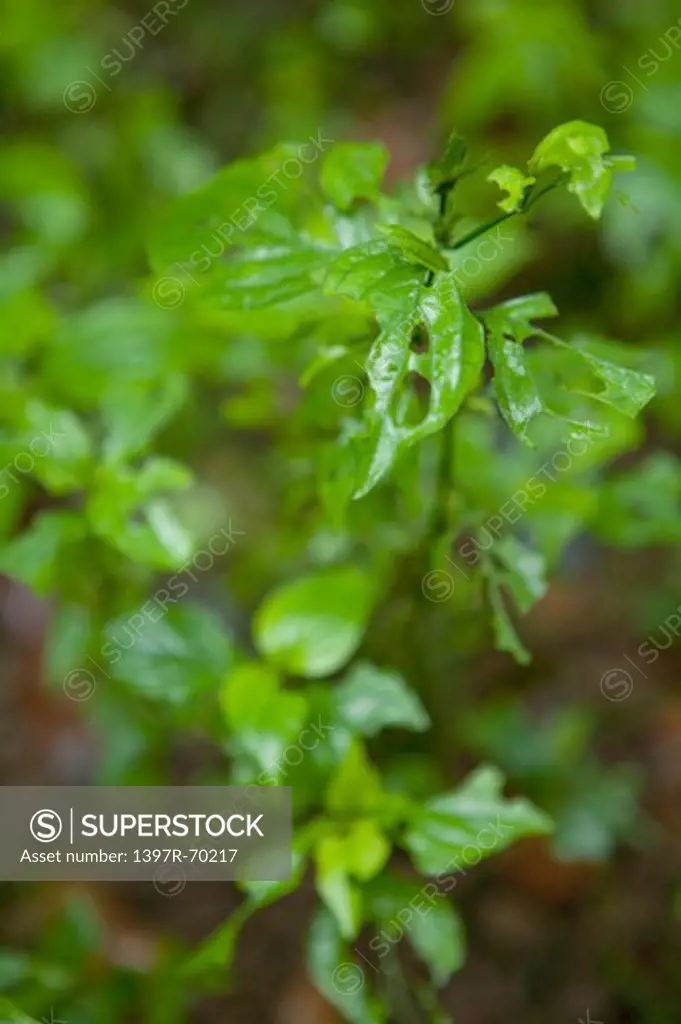 Dicliptera Chinensis, Herb Plant, Guangxi Botanical Garden of Medicinal Plants