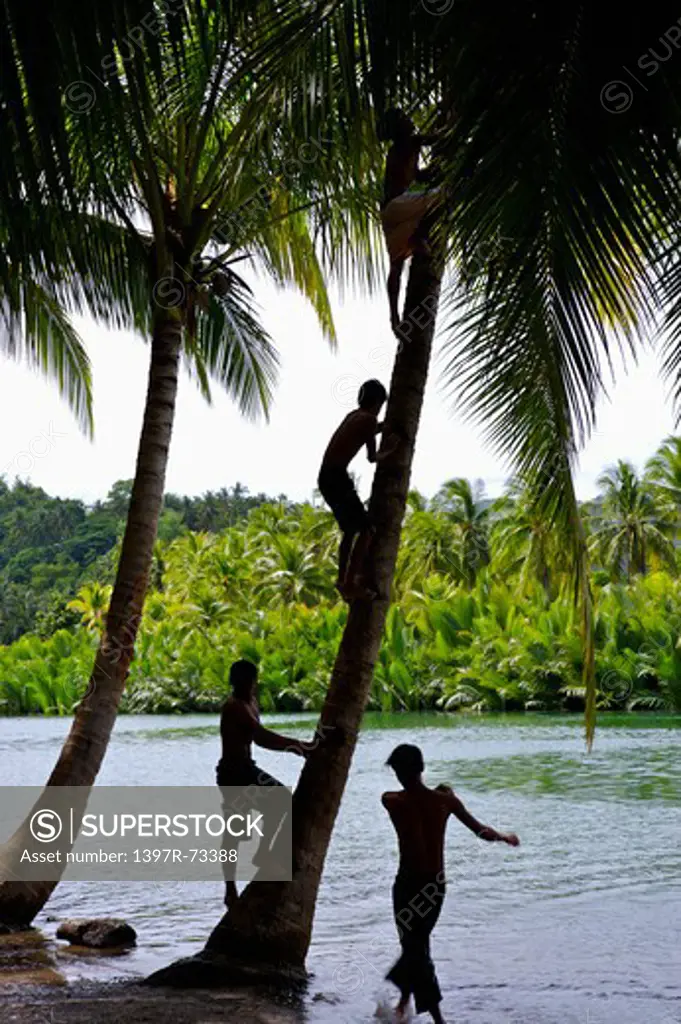 Bohol Island, Cebu, Philippines, Asia, People climbing on coconut palm tree