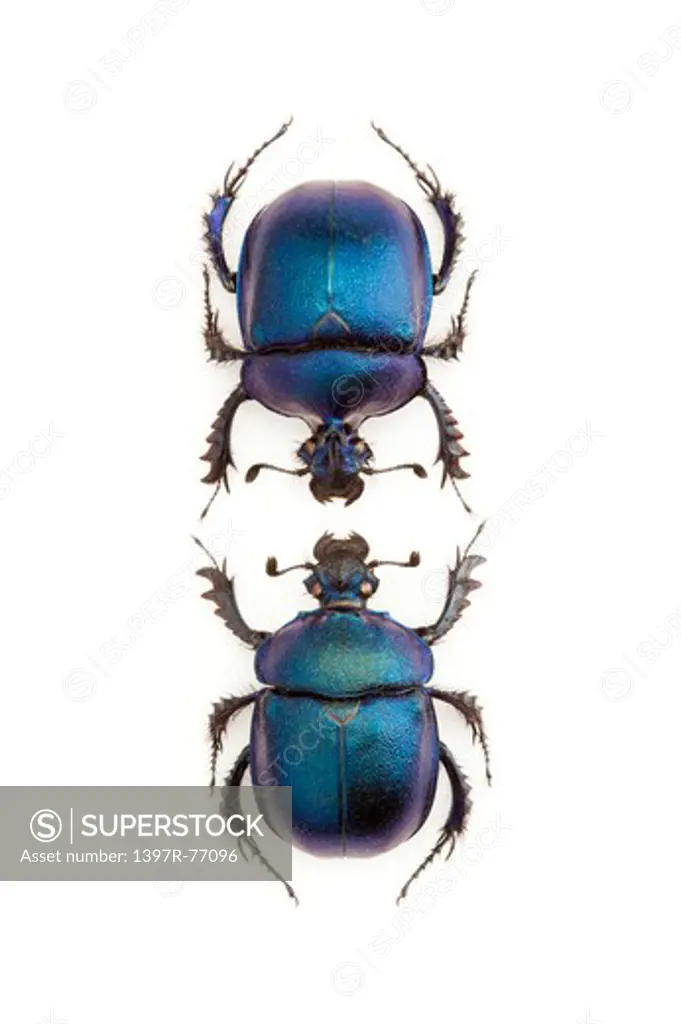 Scarab Beetle, Beetle, Insect, Coleoptera