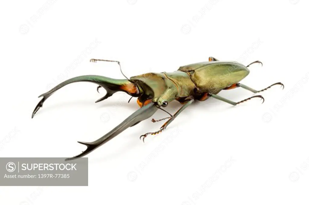 Stag Beetle, Beetle, Insect, Coleoptera, Cyclommatus elaphus,