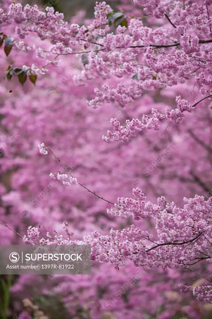 Cherry Blossom, Wuling Farm, Taichung, Taiwan, Asia, National Park,