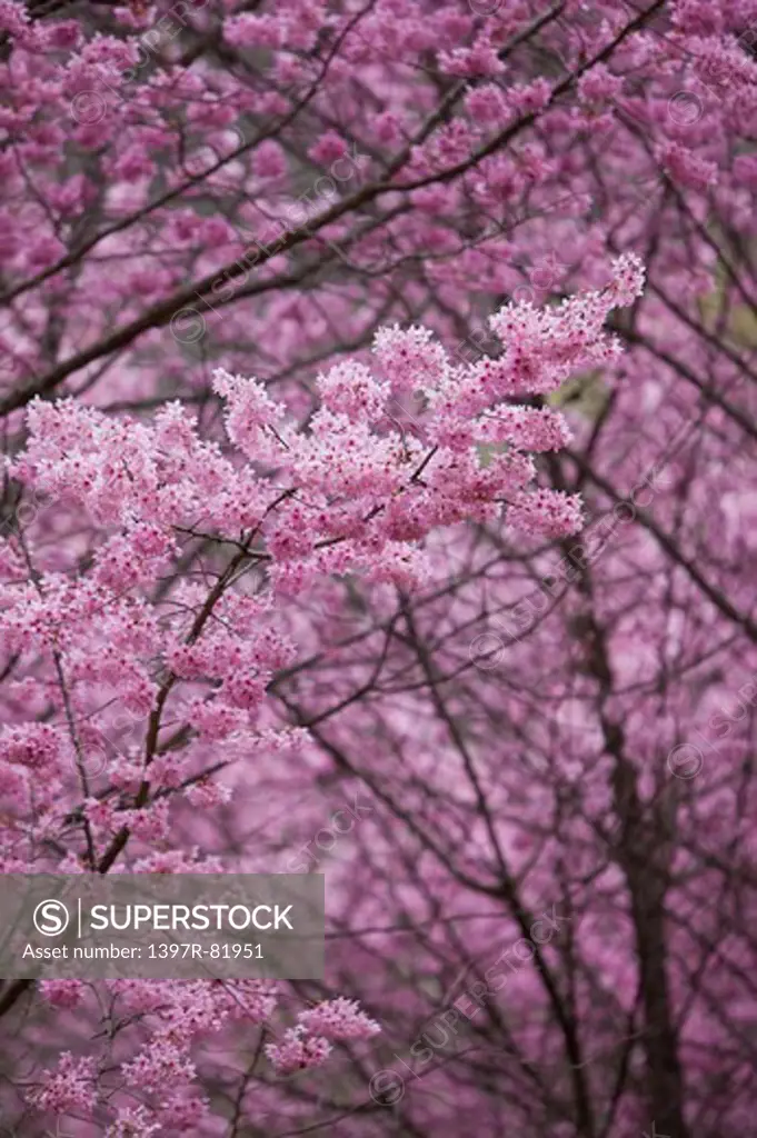 Cherry Blossom, Wuling Farm, Taichung, Taiwan, Asia, National Park,