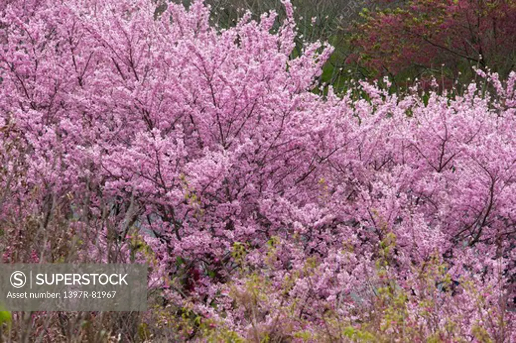 Cherry Blossom, Wuling Farm, Taichung, Taiwan, Asia, National Park,