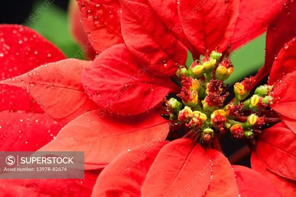 Close-up of poinsettia