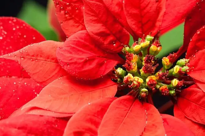 Close-up of poinsettia