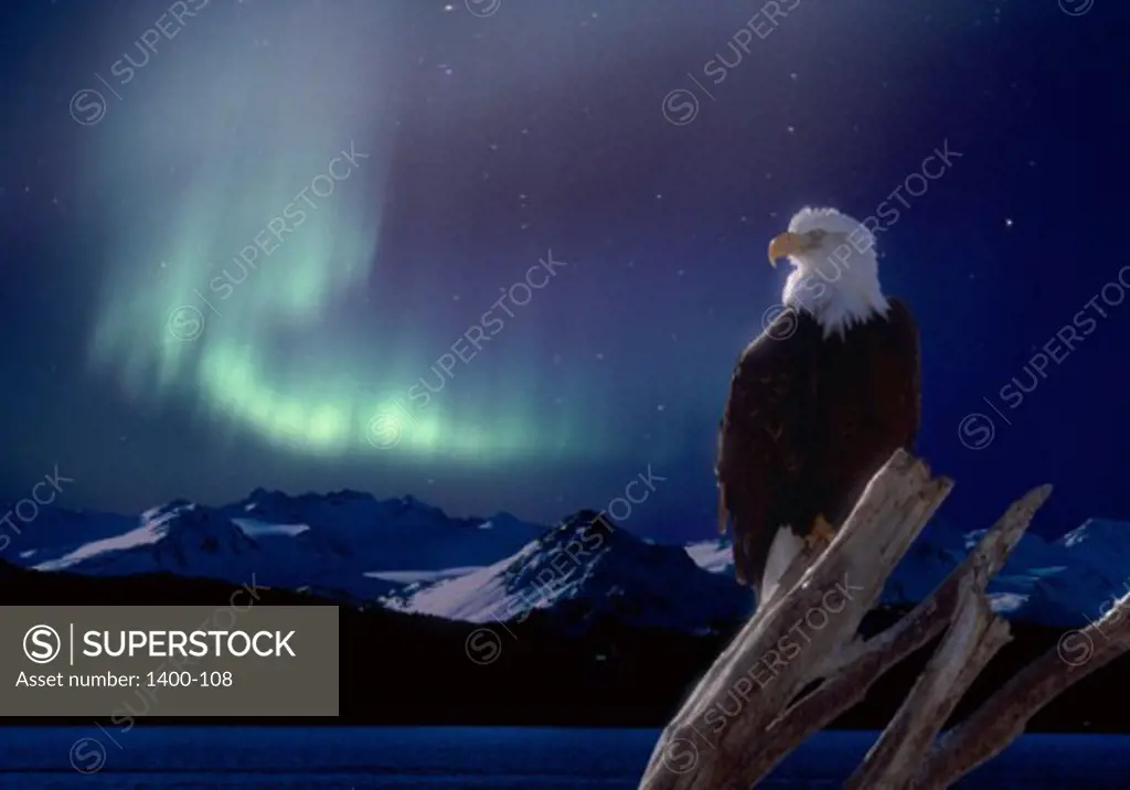 Bald Eagle Aurora Borealis Alaska USA 