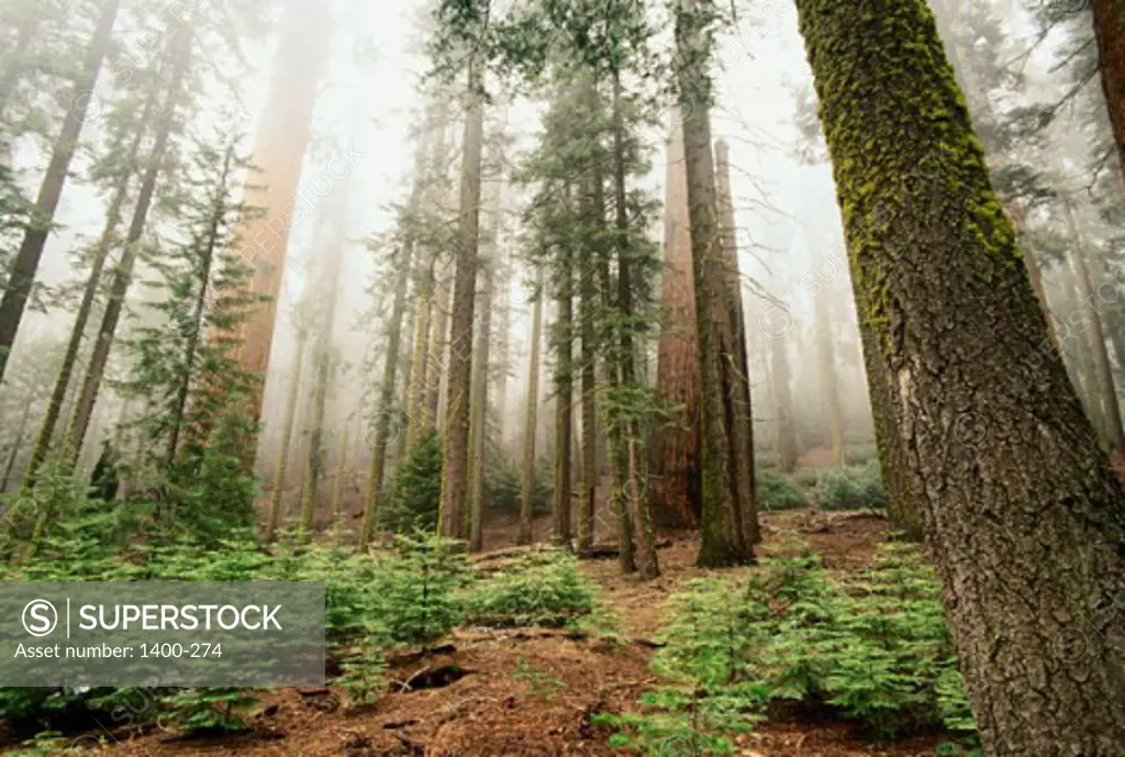 Trees in a forest, Sequoia National Park, California, USA