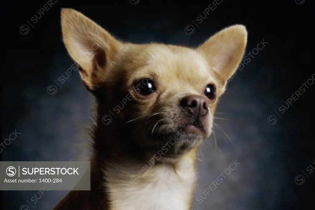 Chihuahua