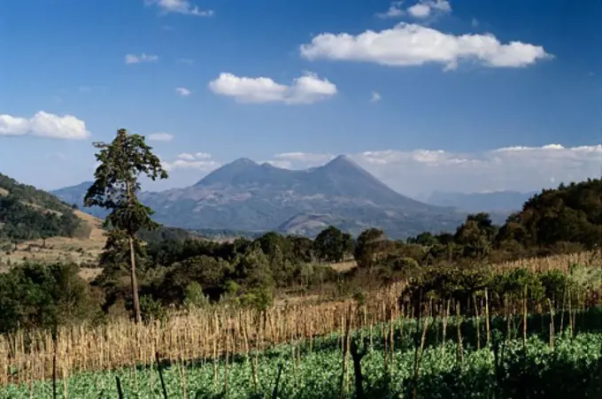 Field in front of a volcano, Pacaya Volcano, Guatemala