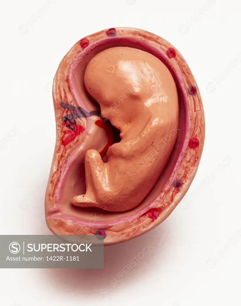 Anatomical model of a baby at two months inside the womb