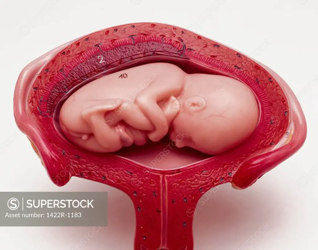 Anatomical model of a baby at five months inside the womb shown in the prone position