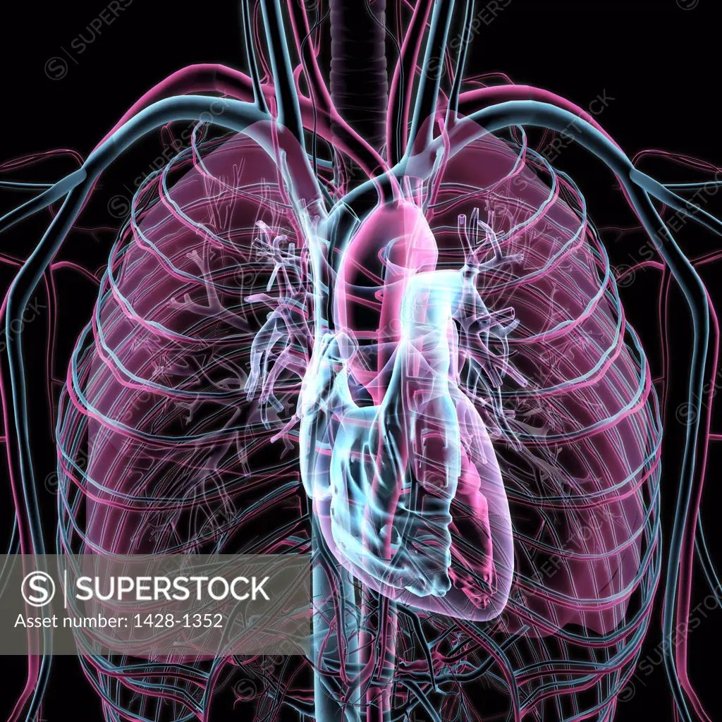 X-ray transparent view of circulatory system, heart, chambers, lungs, bronchial tubes, arteries and veins on black background