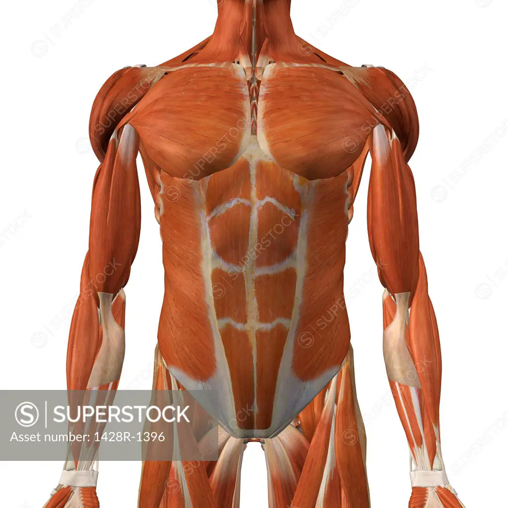 The Anatomy Of The Human Chest Is Shown Background, Picture Of Chest  Muscles, Chest, Male Background Image And Wallpaper for Free Download