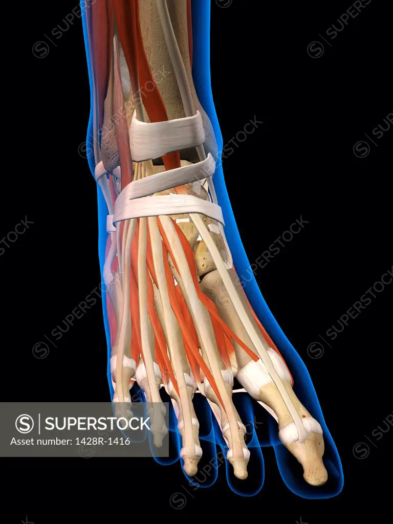 Front view X-Ray of female ankle and foot bones, muscles and ligaments. Full Color 3D computer generated illustration on Black Background