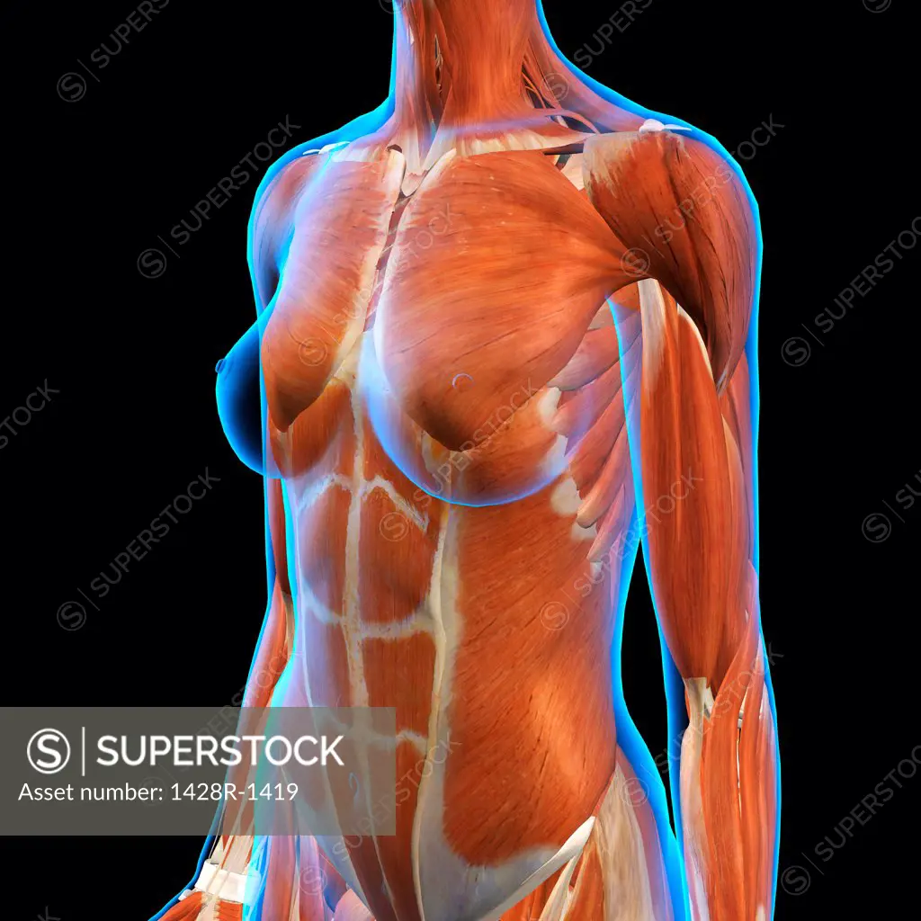 female chest and abdomen muscles anatomy for - Stock Illustration  [104749791] - PIXTA