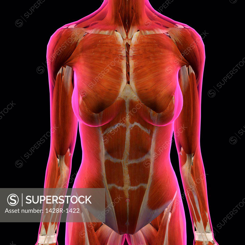 female chest and abdomen muscles anatomy for medical concept 3d