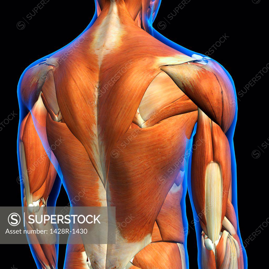 714 Upper Back Cut Images, Stock Photos, 3D objects, & Vectors