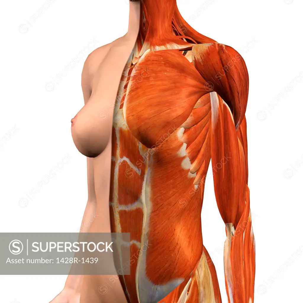 Female Chest Abdomen Muscles Anatomy Medical Concept Illustration