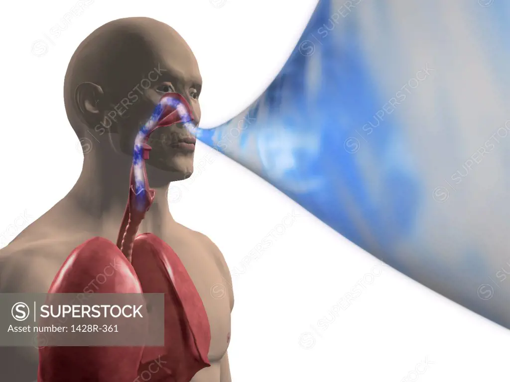 Diagram showing a man breathing air into his lungs