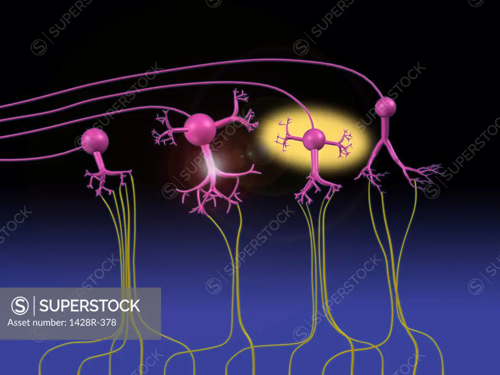 Illustration showing the sense of smell, mitral cells send olfactory signals to the brain