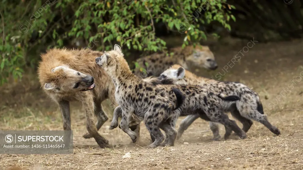 Spotted hyena puppies in a play fight with a male adult in Masai Mara.