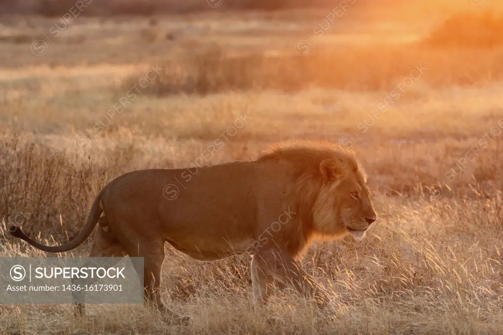 Masai lion or East African lion (Panthera leo nubica syn. Panthera leo massaica) male walking. Ruaha National Park. Tanzania.