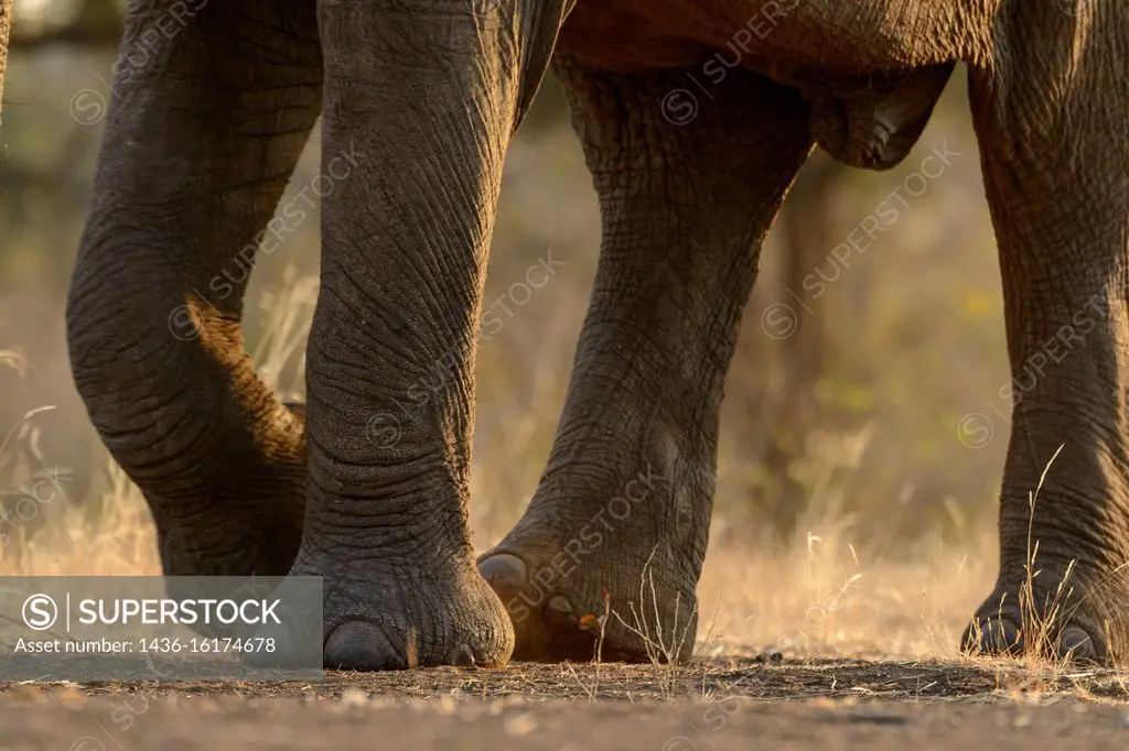 African bush elephant (Loxodonta africana) details of legs and feet (foot) showing toe nails. Mashatu Game Reserve. Northern Tuli Game Reserve. Botswa...