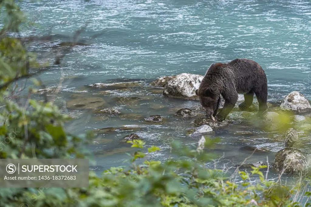 Grizly bear cubs, Ursus arctos horribilis, and Grizly mama bear fish for salmon in the Chilkoot River ,, Haines, Alaska, USA, without people.