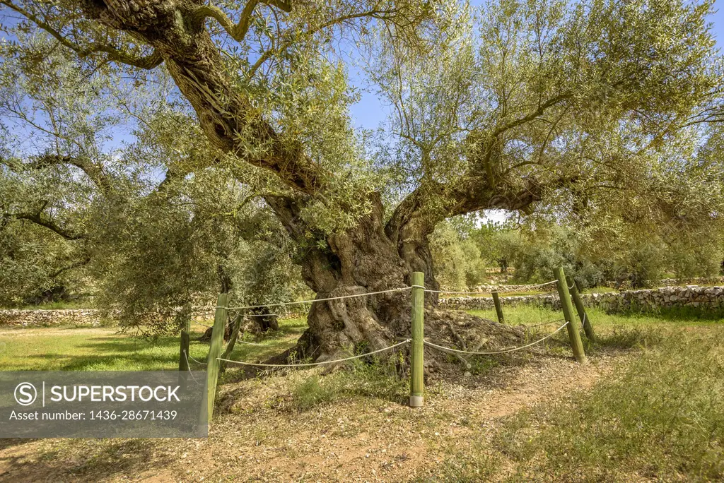 Visiting the open-air Museum of the Millennial Olive Trees of L