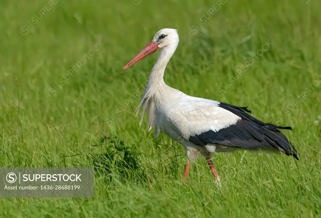 Adult White stork (Ciconia ciconia) walks in deep and tall lush summer grass.