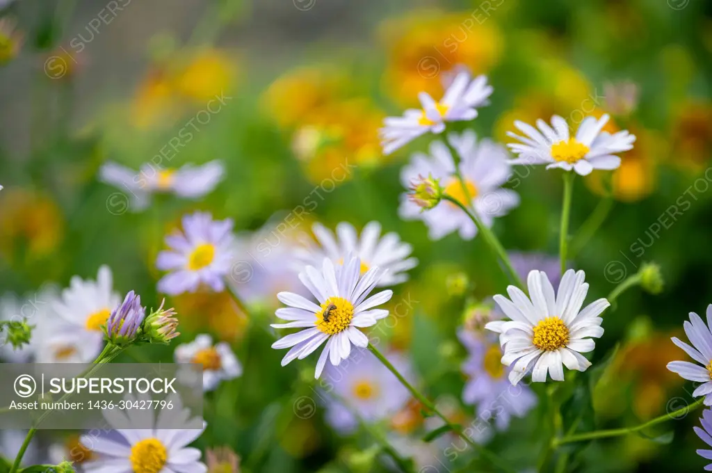 Flower Garden, Green background Daisy Flowers