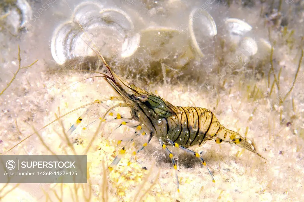 Rockpool Shrimp or Rockpool Prawn Shrimp (Palaemon elegans) Black Sea, Crimea, Russia.