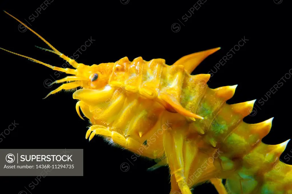 Acanthogammarus (victorii maculosus), Lake Baikal, Siberia, the Russian Federation, Eurasia.