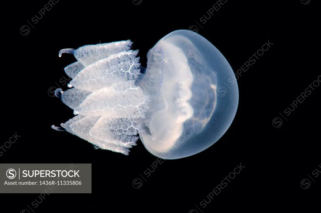 barrel jellyfish or dustbin-lid jellyfish (Rhisostoma pulmo), Black Sea,  Crimea, Ukraine, Eastern Europe. - SuperStock