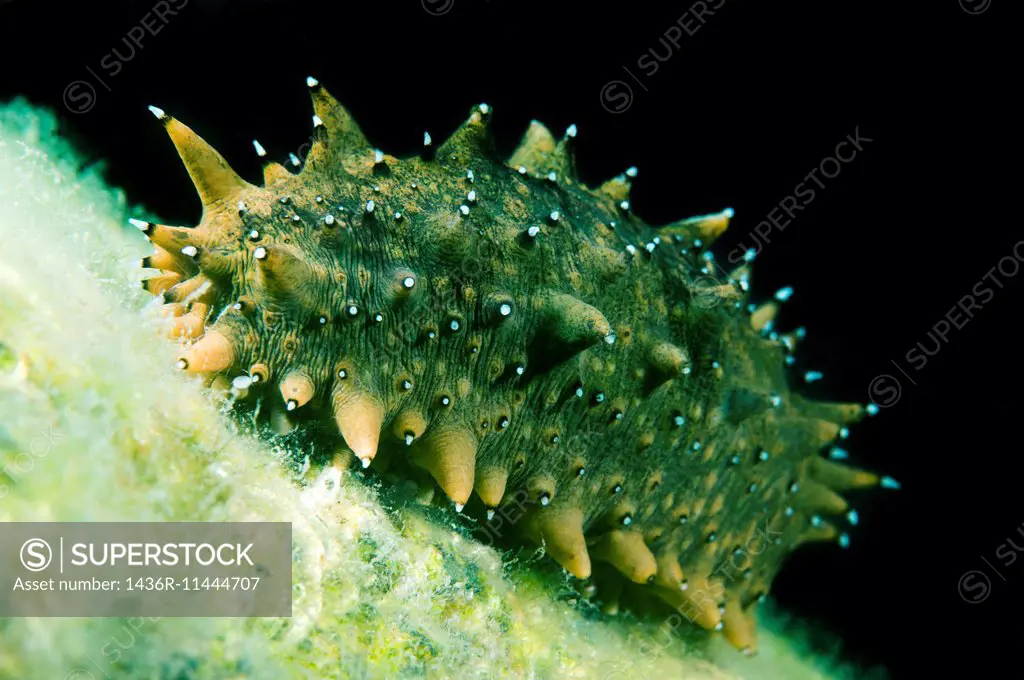 Japanese spiky sea cucumber or Japanese sea cucumber (Apostichopus japonicus) Sea of Japan, Far East, Primorsky Krai, Russian Federation.