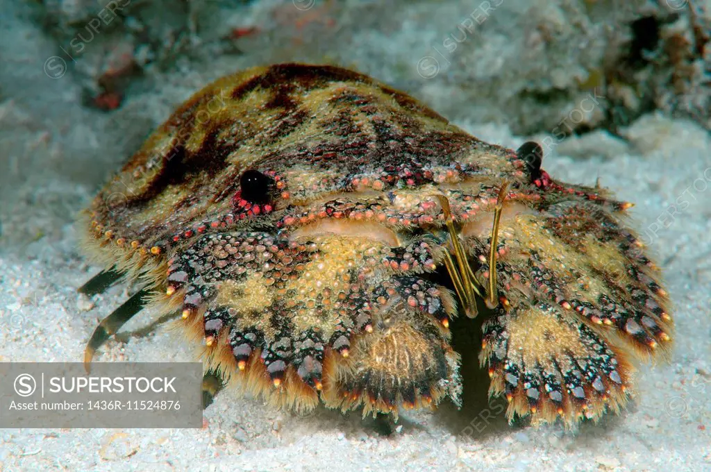 slipper lobster or sculptured mitten lobster (Parribacus antarcticus) Bohol Sea, Philippines, Southeast Asia.