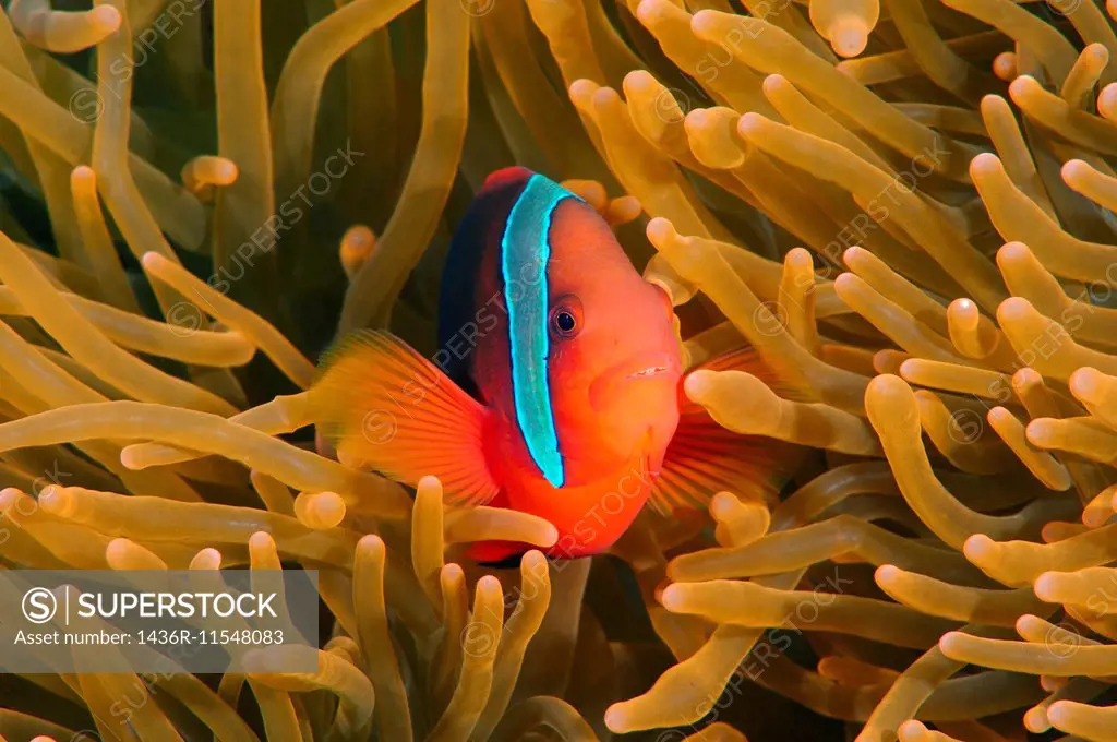 Cinnamon clownfish or fire clownfish (Amphiprion frenatus) Bohol Sea, Philippines, Southeast Asia.