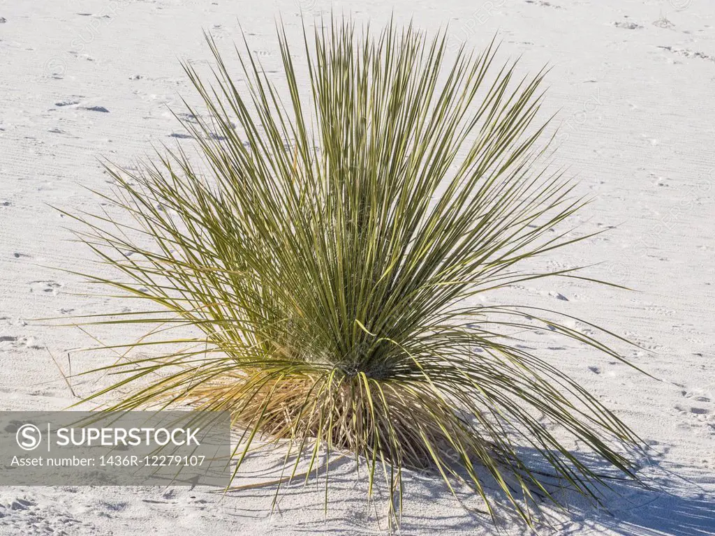 White Sands National Monument is a field of white sand dunes composed of gypsum crystals. It is the largest gypsum dune field in the world.