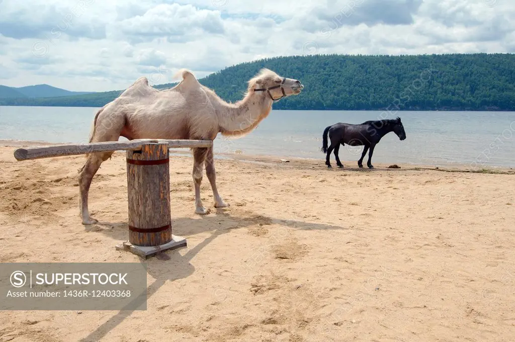 White Bactrian camel (Camelus bactrianus) on the bank of Angara. Settlement Talzy, Irkutsk region, Baikal, Siberia.