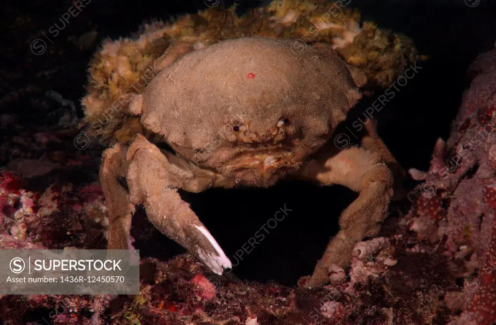 Sponge Carry Crab (Lauridromia dehaani) Shrimp, Bohol Sea, Philippines, Southeast Asia.