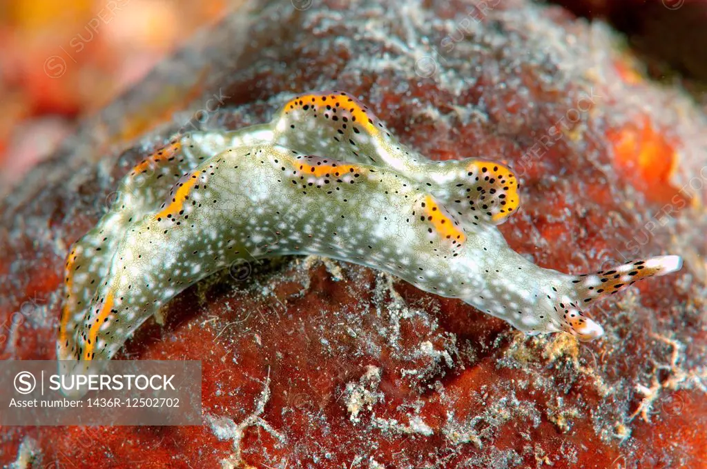 sea slug or nudibranch (Elysia subornata) Bohol Sea, Philippines, Southeast Asia.