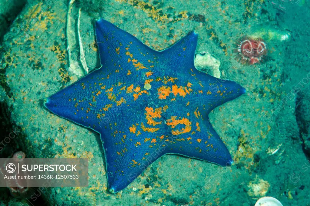 genetic mutation Starphish Asterina (patiria pectinifera) six-rays instead of a five-rays, Sea of Japan, Far East, Primorsky Krai, Russian Federation.