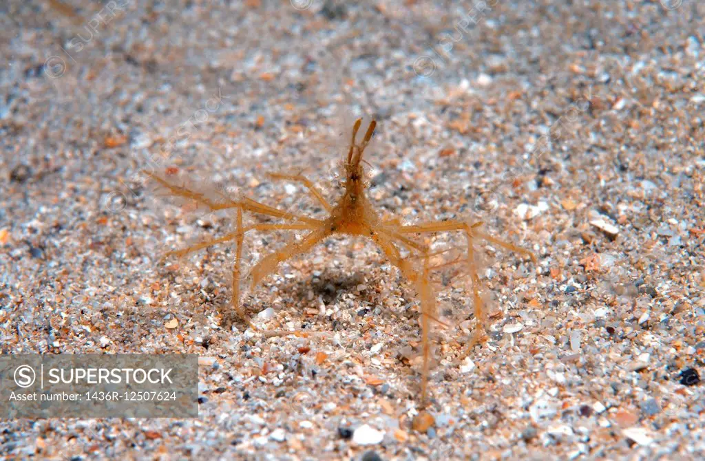 common spider crab, long-legged spider crab, long-legged crab (Macropodia rostrata) Black Sea, Crimea, Russia.