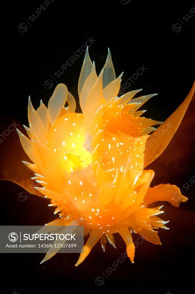 Nudibranch or Sea Slug (Dirona pellucida) Sea of Japan, Rudnaya Pristan, Far East, Primorsky Krai, Russia.