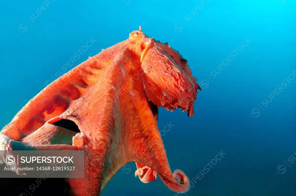 Giant Pacific octopus or North Pacific giant octopus, (Enteroctopus dofleini). Japan sea, Far East, Primorsky Krai, Russia.