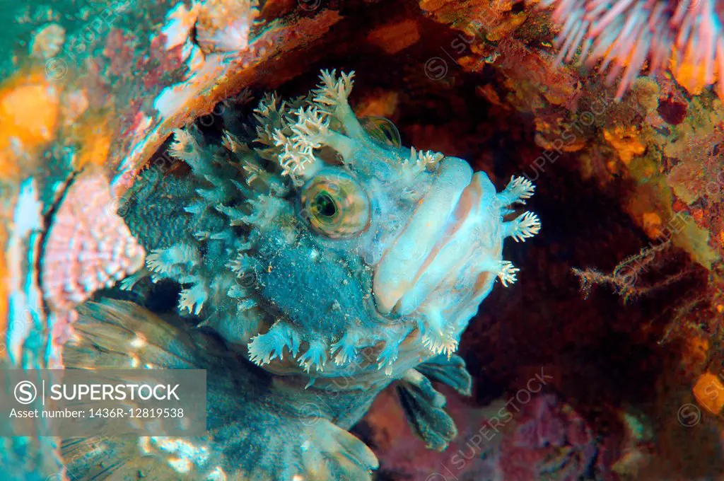 Japanese warbonnet or fringed blenny (Chirolophis japonicus) Japan sea, Far East, Primorsky Krai, Russian Federation.