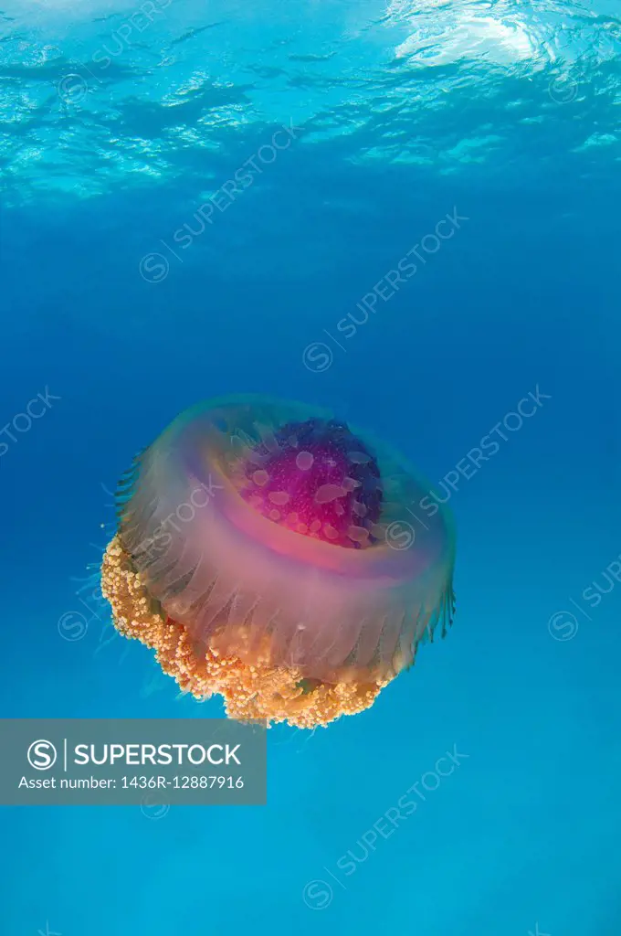 Cauliflower jellyfish (Cephea cephea) Indian Ocean, Maldives.